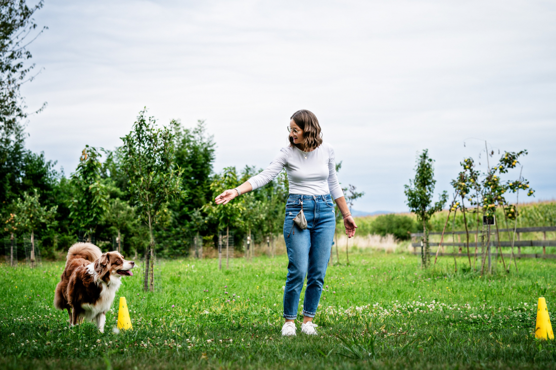 Einsteigerkurs Longieren